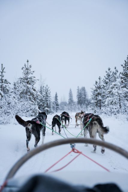 Levi: Evening Husky Sled Ride under the Northern Lights - What’s Included and How It’s Structured