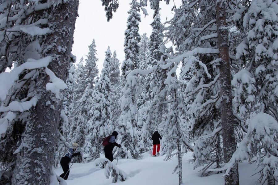 Levi: Lakeside forest snowshoeing - Practical Tips for the Tour