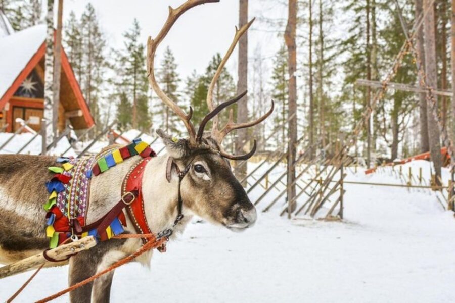 Levi: Lapland Reindeer Safari - Authenticity and Review Highlights