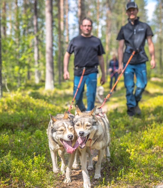 Levi: Nature Walk with Huskies - Who Will Love This Tour?