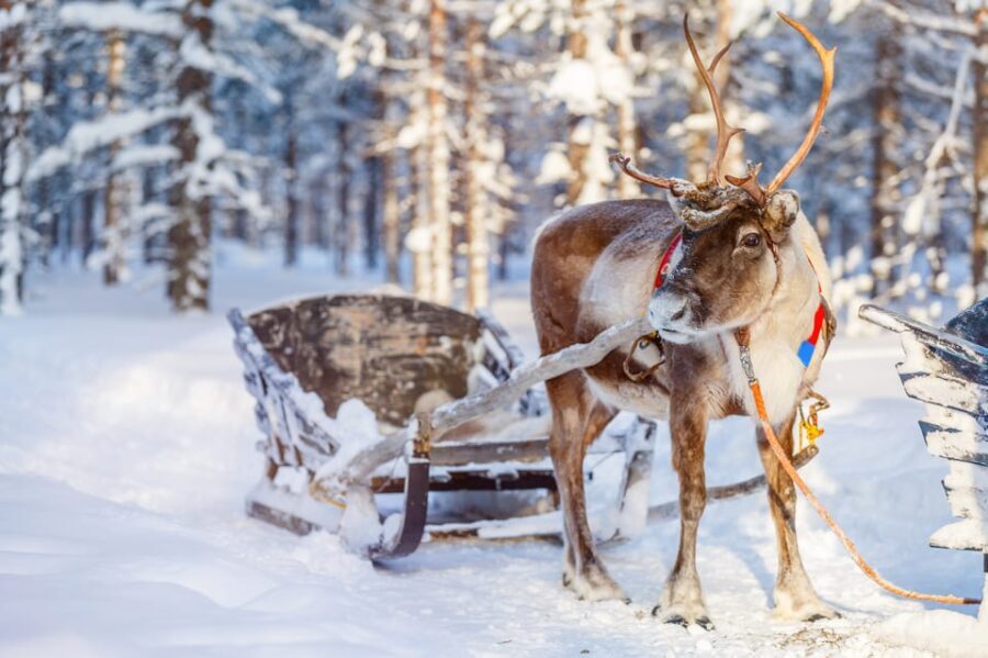 Levi: Reindeer Experience with Sled Ride - Who Is This Tour Best For?