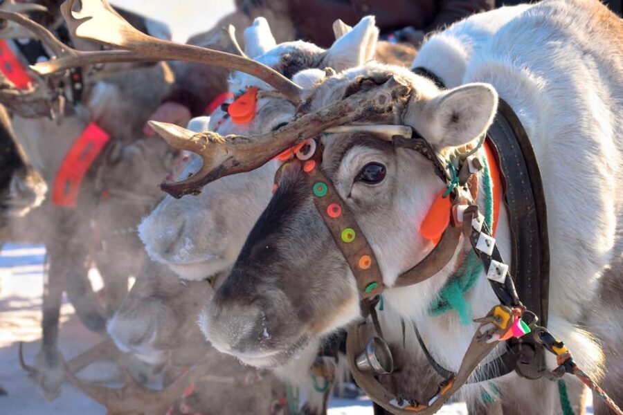 Levi: Reindeer Sleigh Ride Tour in Snowy Forest - Who Will Love This Tour?
