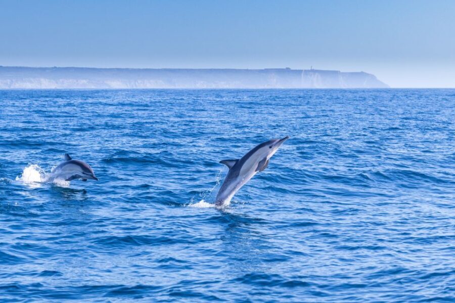 Lisbon: Dolphin Watching Boat Tour with Welcome Coffee - In-Depth Look at the Experience