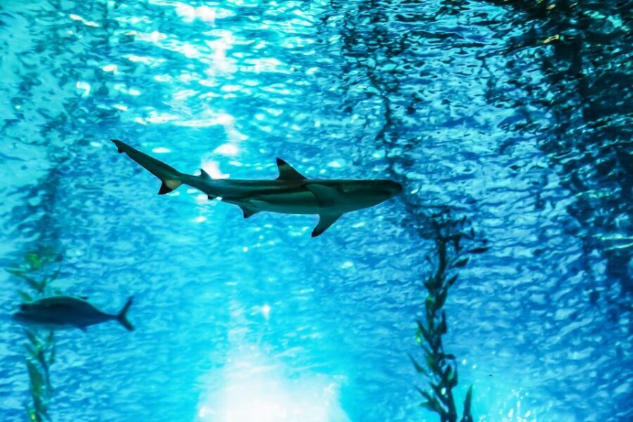 Lisbon: Oceanário de Lisboa Entrance Ticket - Why This Experience Matters