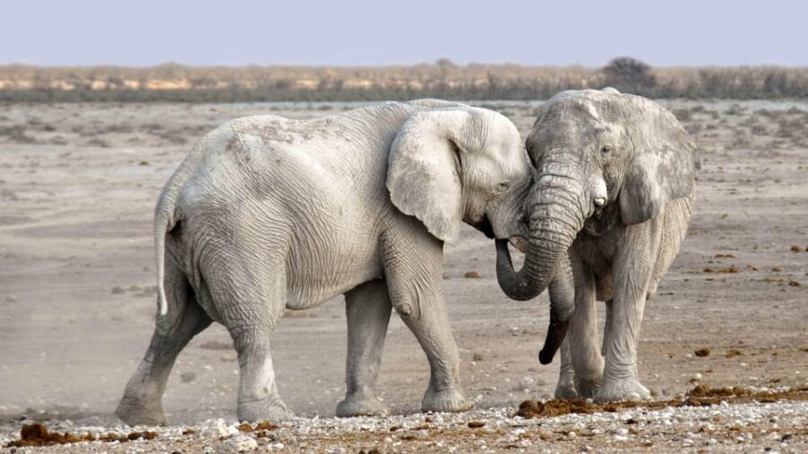 Livingstone: Game Drive and White Rhino Walking Safari - What Travelers Say