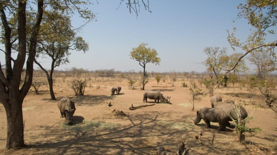 Livingstone: Game Drive and White Rhino Walking Safari - The Sum Up