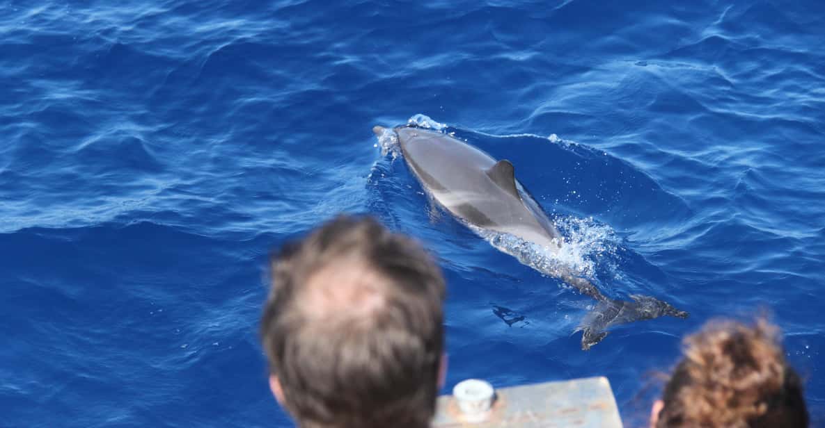 Loano: Pelagos Sanctuary Wildlife Cruise With Guide - Itinerary and Activities