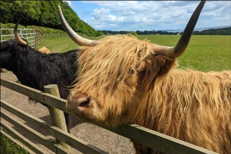 Loch Lomond Highland Cows Victorian Town Half-Day Tour - The Itinerary in Detail