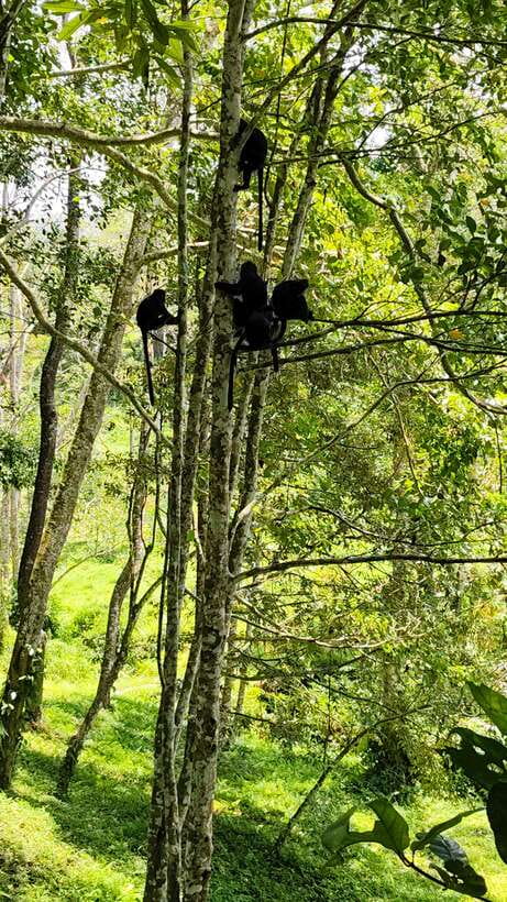 lombok : black monkey , rice terace ,waterfall tetebatu - Who Should Consider This Tour?