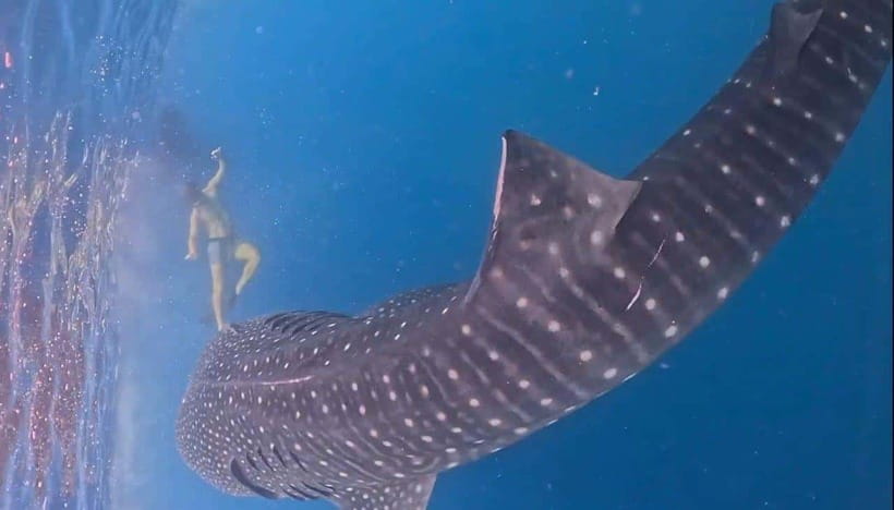 Lombok : Private 2D/1N Whale Shark Tour Lombok Sumbawa - What’s Included and What’s Not  