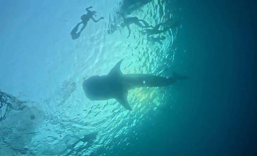 Lombok : Sharing Whale Shark Tour 2 Day 1 Night Sumbawa - Final Thoughts