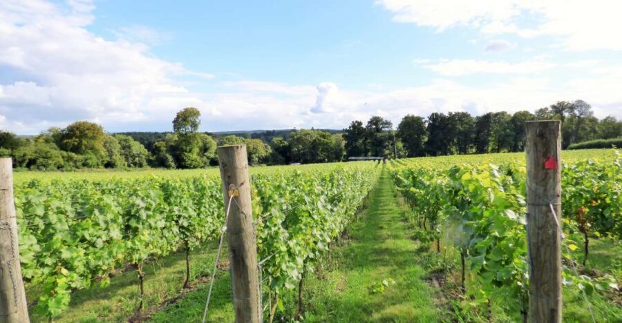 London: Full-Day English Wine Tour with Lunch - Practical Aspects of the Tour