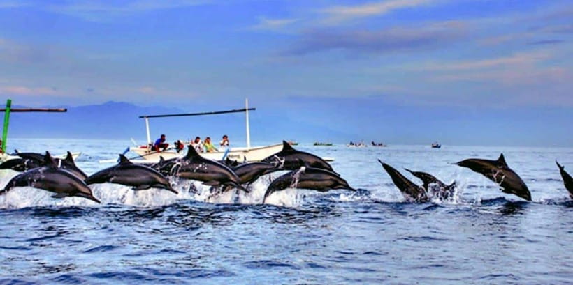 Lovina: Watching Dolphin, Swimming Dolphin Bali Tour - The Experience from Reviews