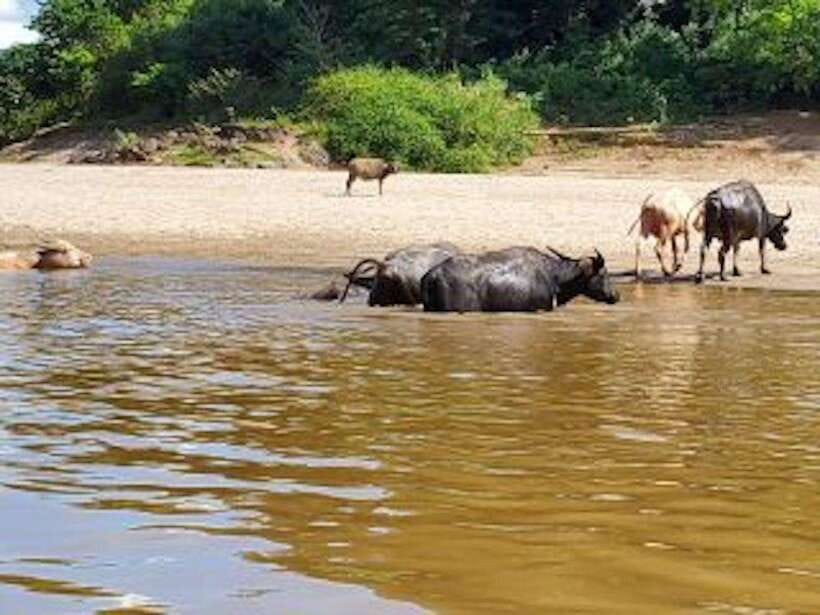 Luang Prabang: 3 Days Ethnic Forest Living - Mekong - Value and Experience Analysis