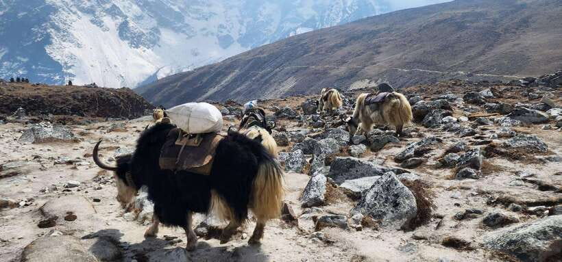Lukla: 11-Day Everest Base Camp Trek from Lukla with Guide - The Accommodation and Logistics