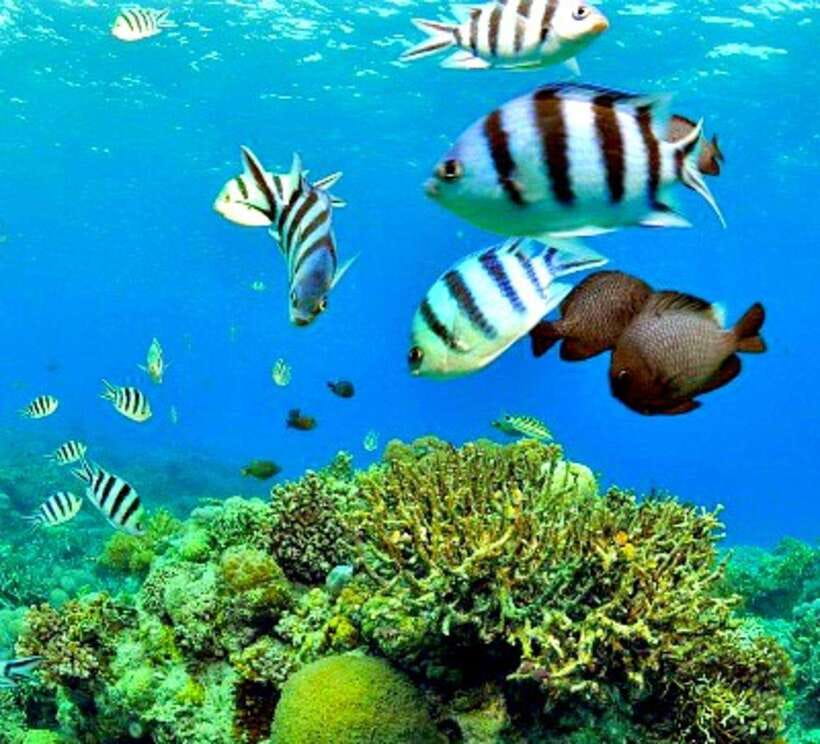 Mactan: Cebu Island Hopping Boat Tour with Lunch - Why Choose This Tour?