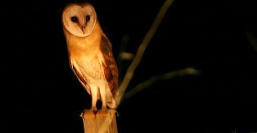 Madeira: Barn Owl Watching - What to Expect During the Tour