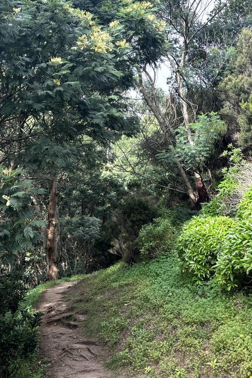 Madeira: Cliff Hanger Vereda Larano Hike Machico - The Details That Matter