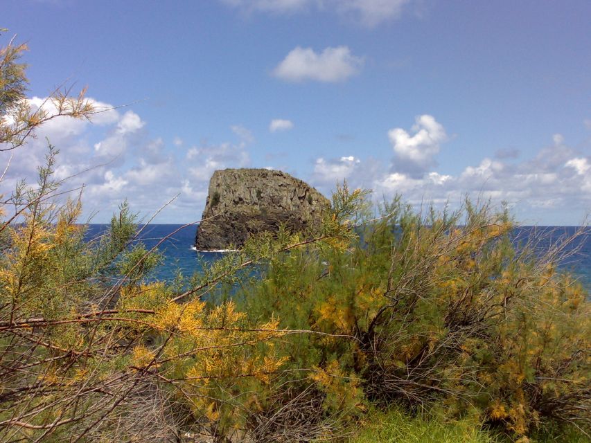 Madeira: Pico do Arieiro & Laurissilva Forest - East tour - Delving into the Laurissilva Forest