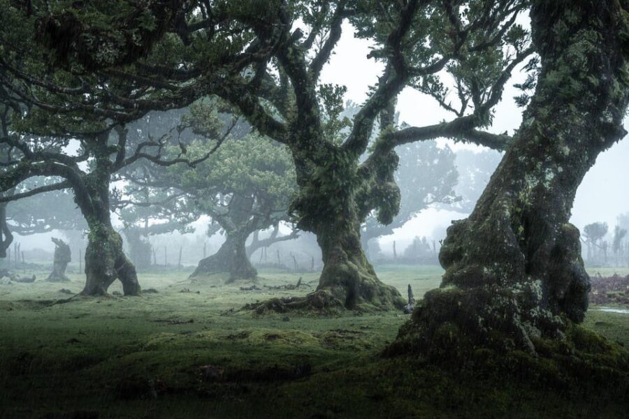 Madeira: West Tour With Guide Fanal Forest SykWalkExperience - What You Get for the Price