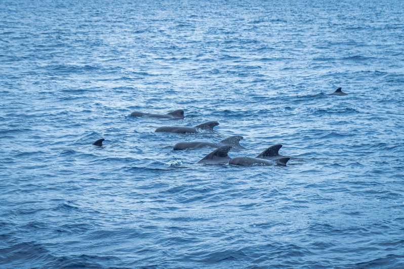 Madeira : Whales and Dolphins wooden boat excursion - Itinerary Breakdown: What to Expect