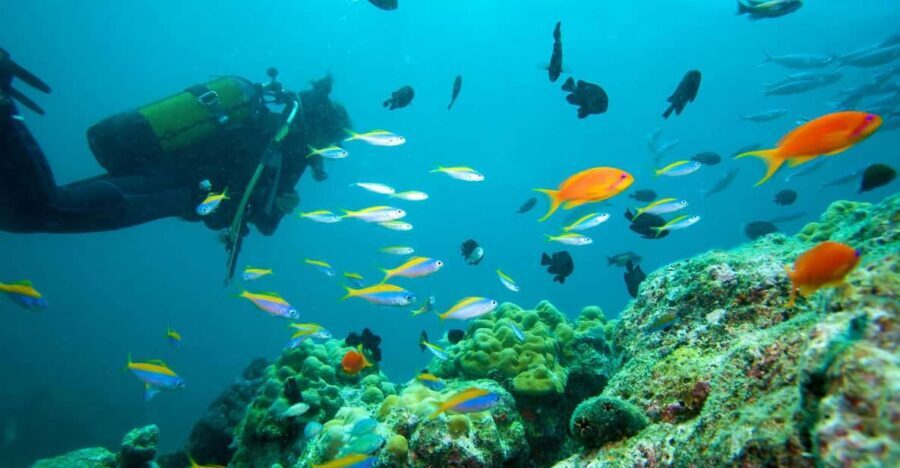 Marmaris: Scuba Diving with a Qualified Instructor - What the Experience Looks Like