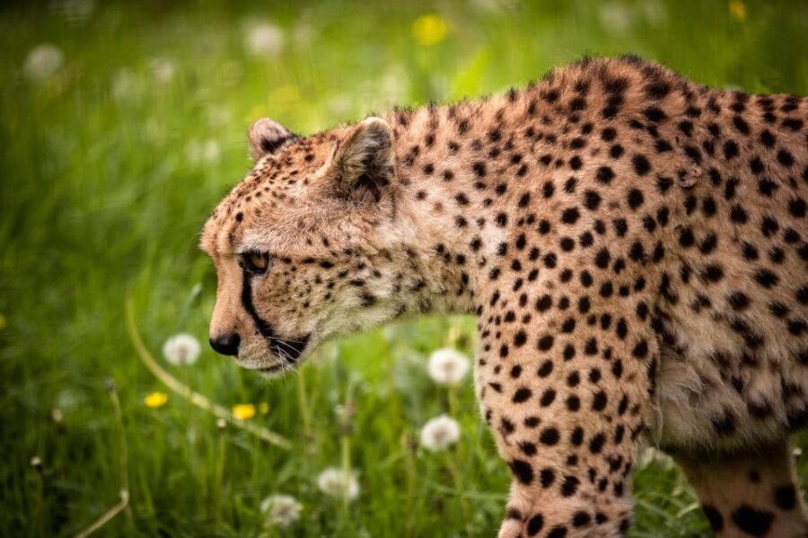 Mechelen: Planckendael ZOO Entry Ticket - Encountering Animals from Around the Globe