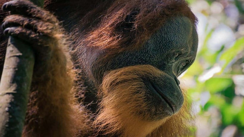 Medan Day Tour: Bukit Lawang Orangutan Trekking - A Detailed Look at the Tour Experience