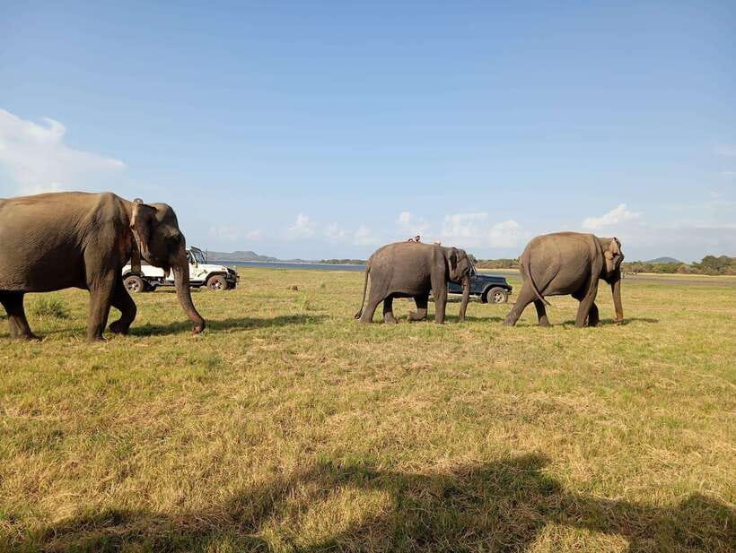 Minneriya: Minneriya National Park Jeep Safari with Pickup - Exploring the Itinerary