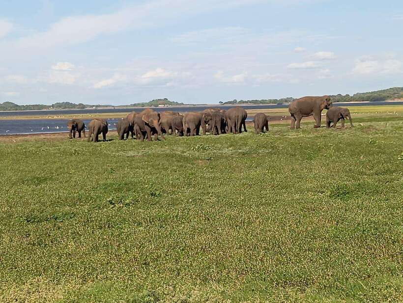 Minneriya: Morning Jeep Safari with Hotel Pickup and Drop-of - The Itinerary: What a Typical Morning Looks Like