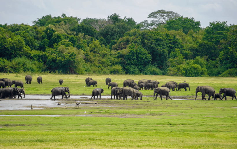 Minneriya: National Park Elephant Safari with Hotel Pickup - Final Thoughts