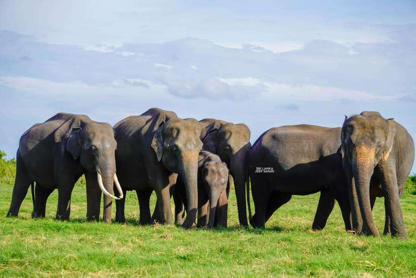Minneriya: National Park Elephant Safari with Hotel Pickup - Authentic Experiences and Reviews