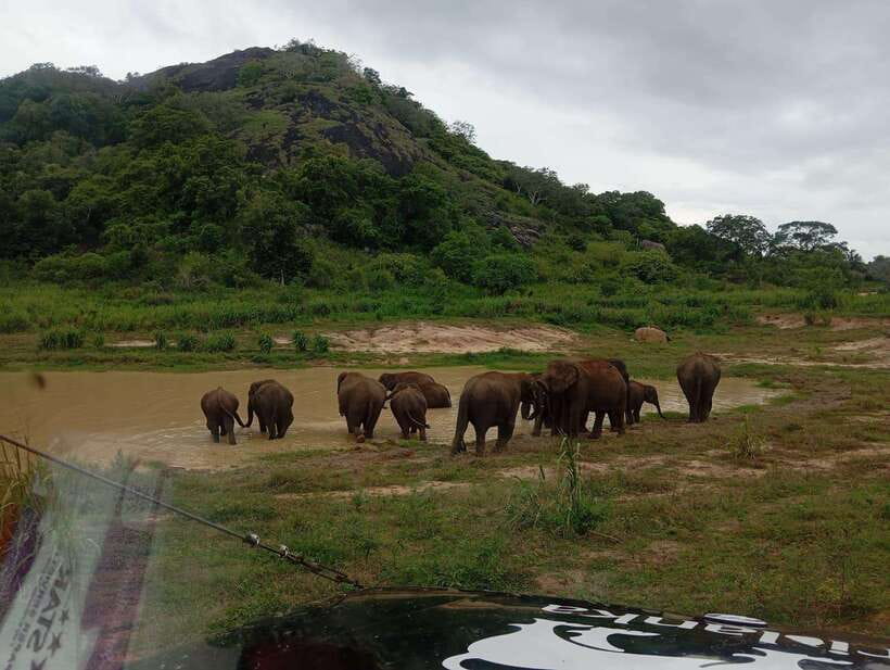 Minneriya National Park: Half-Day Safari Morning or Evening - Who This Tour Is Perfect For
