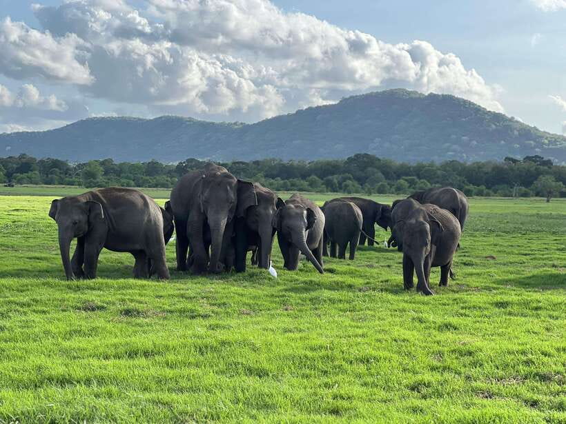 Minneriya National Park Private Jeep Safari Sri Lanka - The Itinerary in Detail