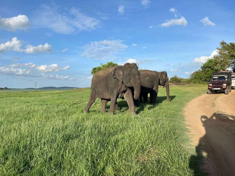 Minneriya National Park : Private Safari - Who Should Book This Tour?