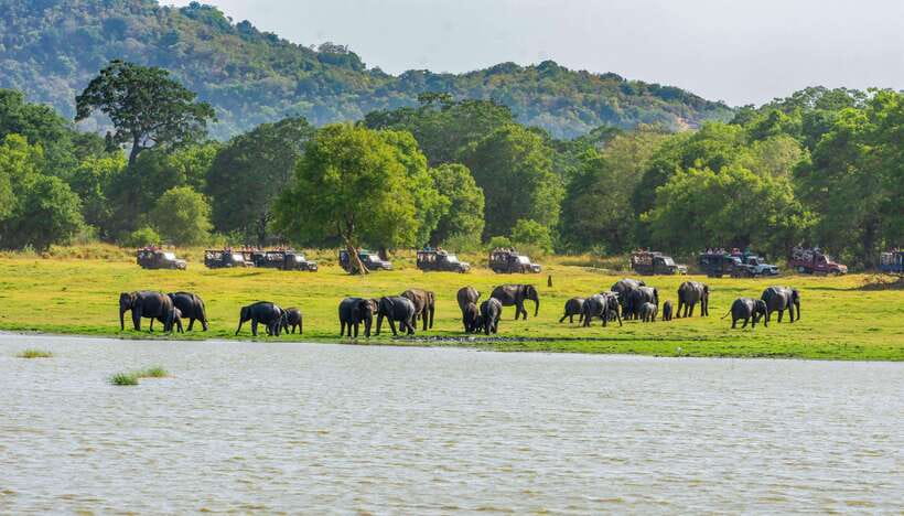 Minneriya National Park Private Safari from Kandy - What to Expect on Your Safari