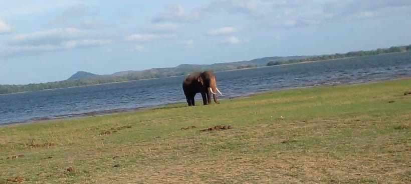 Minneriya National Park Safari - The Value of the Safari
