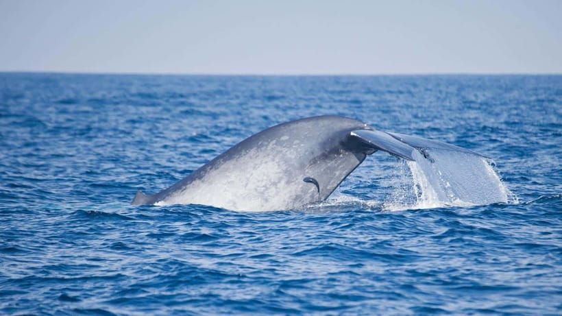Mirissa Blue Whale - Watching Tour: A Majestic Adventure Day - Who Is This Tour Best For?