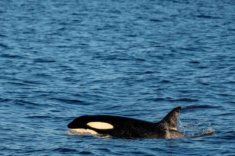 Mirissa: Whale Watching, Snorkeling, and Coconut Hill Tour - Detailed Breakdown of the Itinerary
