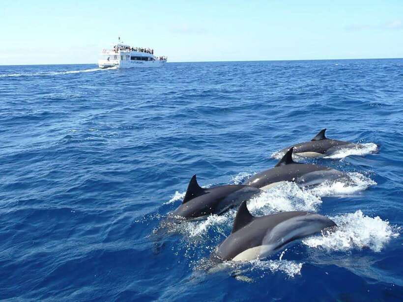 Mirissa Whale Watching, Tour A Once-in-a-Lifetime Experience - Price, Duration, and What You’re Paying For