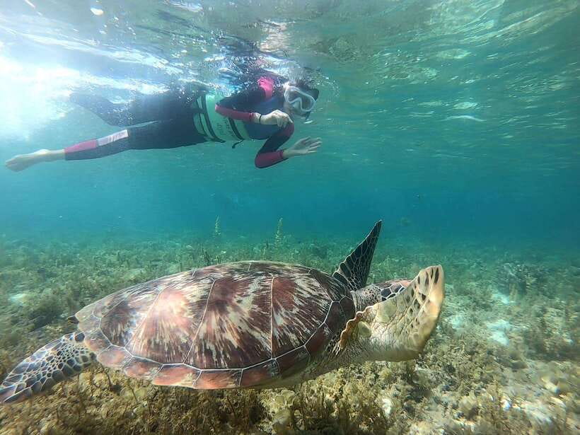 Moalboal: Sardine Run, Turtles and Pescador Island Hopping - A Closer Look at the Itinerary