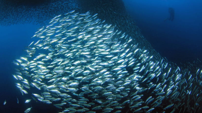 Moalboal Sardines Run Private Tour - What to Expect