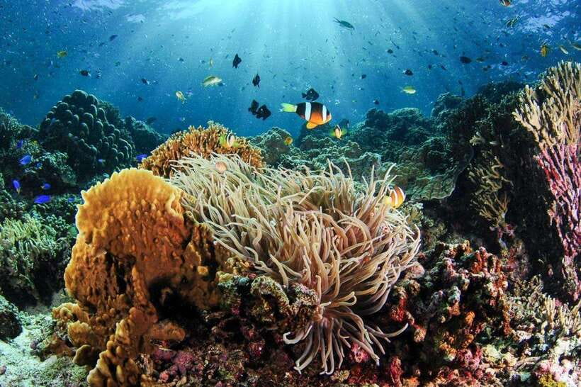 Moalboal: Scuba Diving and Pescador Island Hopping - The Sum Up