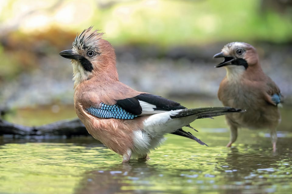Monferrato: Birdwatching and Wildlife Photography Experience - Capturing Natures Moments