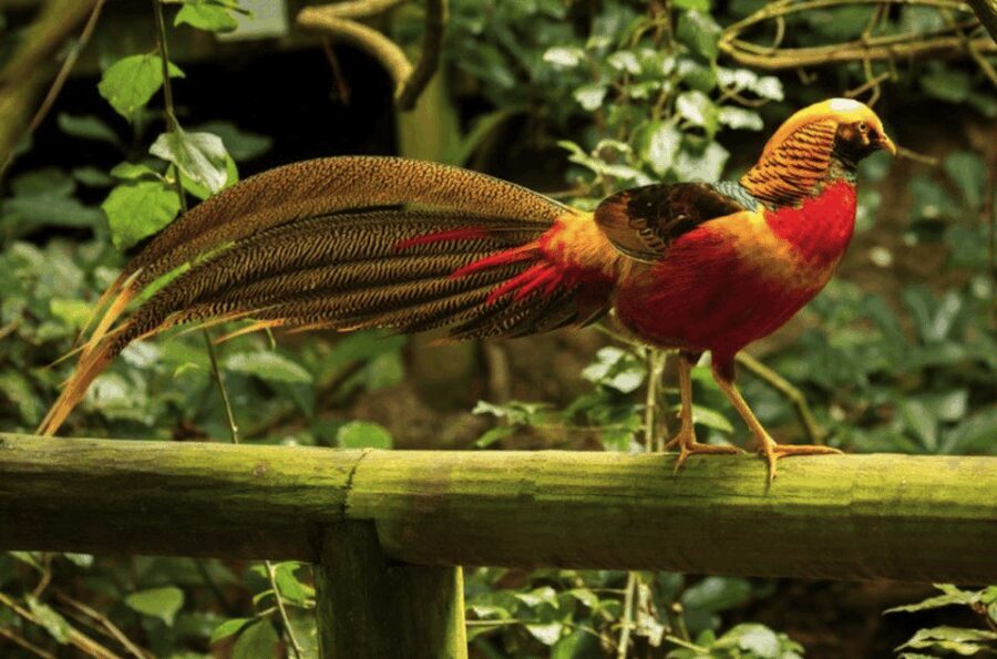 Monkeyland, Birds of Eden, Jukani - Animal Sanctuaries - The Practicalities: What to Expect and How to Make the Most of It