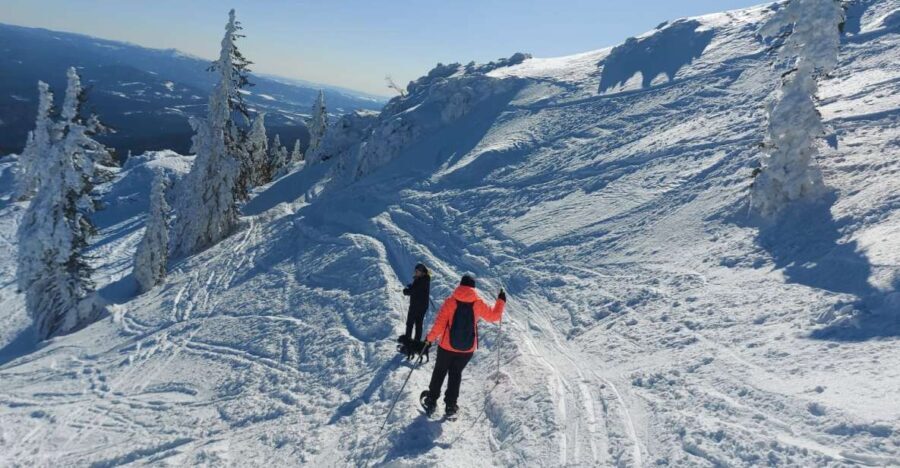 Mount Arber: Snowshoeing in the Bavarian Forest Guided Tour - What Makes This Tour Special?