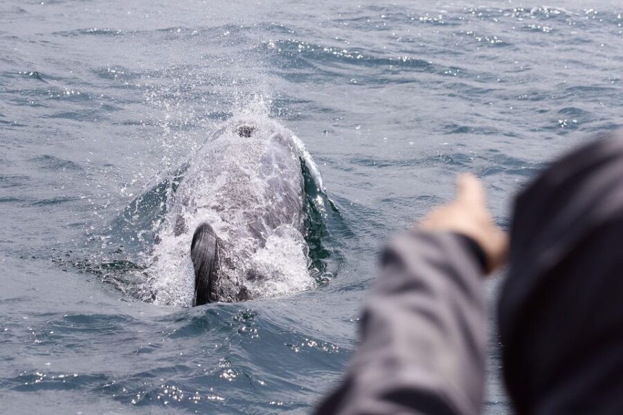 Mounts Bay, Penzance Boat Trip - What You’ll See and Learn