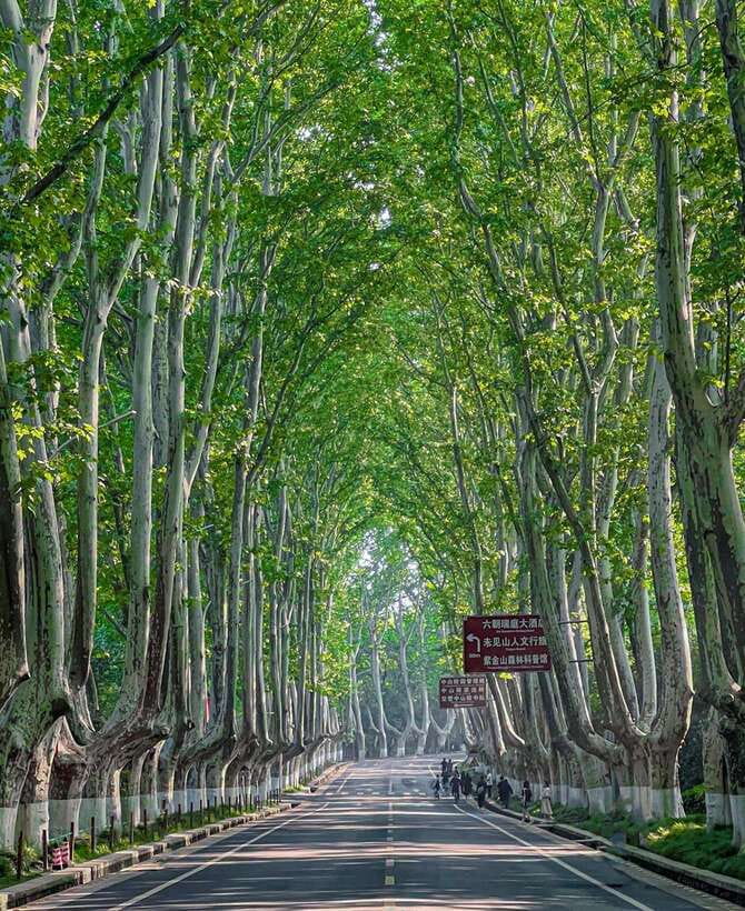 Nanjing: Green Boulevards, Bookstore Warmth & Scenic River - Exploring the Itinerary in Detail