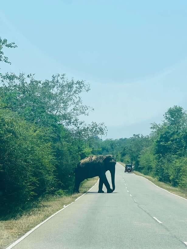 Negombo/Colombo: 10-Day Private Sri Lanka Tour with Hotel - In-Depth Look at the Itinerary