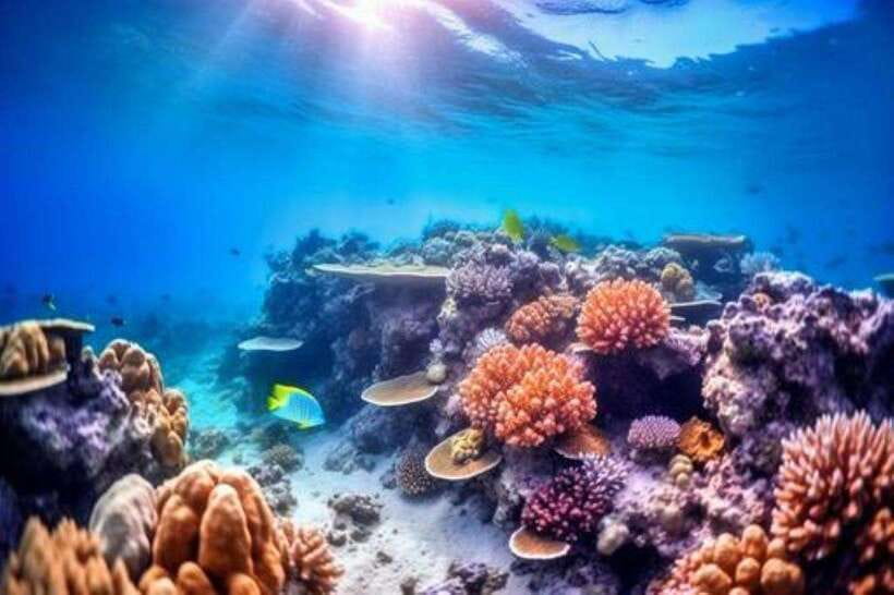 Nha Trang: Sea Walking To Discover Coral Reef - Embarking on the Sea Walking Adventure